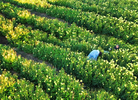 Success-Story-Dahlia4-fields